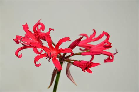 Nerine Bowdenii Balcone Fiorito Il Blog Del Giardinaggio