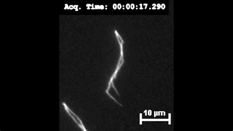 Single DNA Molecule Trapped By Asymmetric Pulsed Electric Fields YouTube