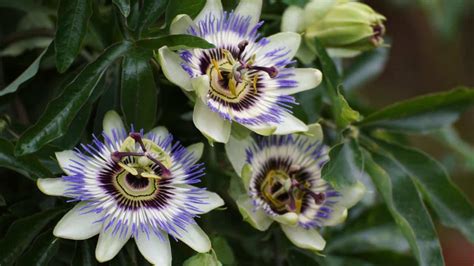 Passiflora Caerulea Guide How To Grow Blue Passion Flower