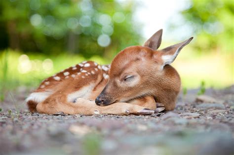 500 Baby Deer Pictures Hd Download Free Images On Unsplash