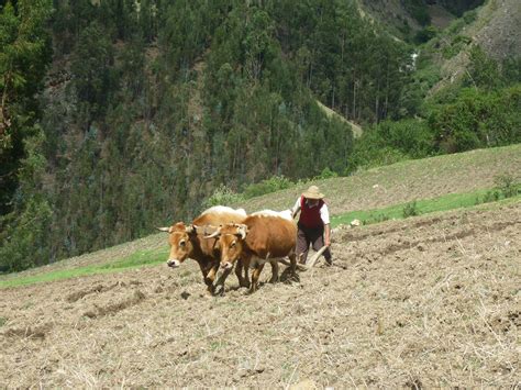 Free Images Landscape Grass Field Farm Meadow Food Green Herd