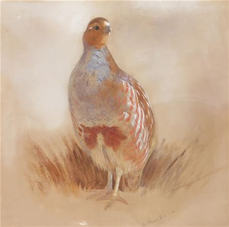 Artworks Of Archibald Thorburn British 1860 1935