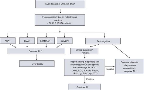 Easl Clinical Practice Guidelines Autoimmune Hepatitis Journal Of