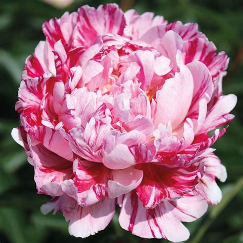 "Екатерининские сады" - Пион Киринмару (Paeonia Kirinmaru)