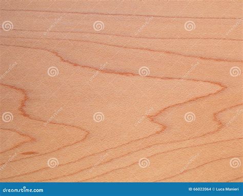 Beech Wood Texture Stock Photo Image Of Carpentry Wood 66022064