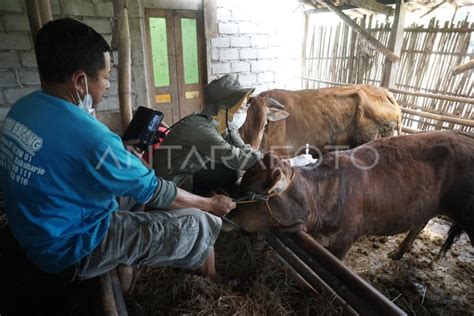 VAKSIN PENYAKIT LSD PADA SAPI ANTARA Foto