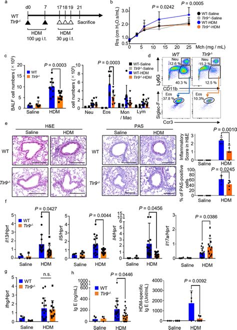 House dust mite (HDM)-induced allergic asthma is attenuated in Tlr9−/− ...