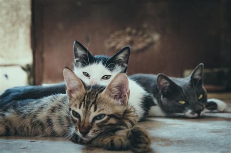 Three Short Fur Assorted Color Cats · Free Stock Photo