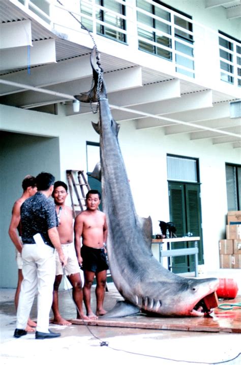 A large Tiger Shark caught in Hawaii in the 1960s | Tiger shark, Shark, Species of sharks