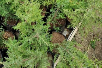 Великолепный сад – Крымский питомник