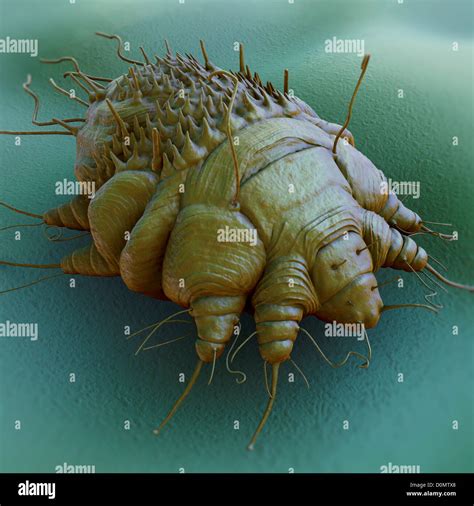 A Close Up View Of The Cause Of Scabies The Mite Sarcoptes Scabiei