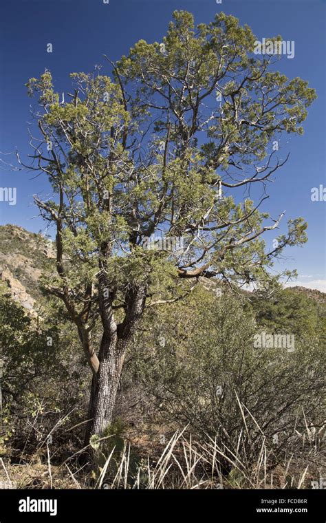 Juniperus Deppeana Tree Desert Hi Res Stock Photography And Images Alamy