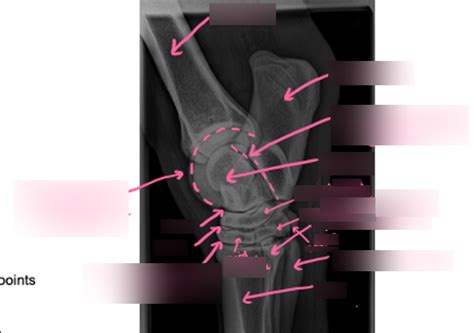 Diagram Of Lateromedial View Of The Equine Hock Radiograph Quizlet