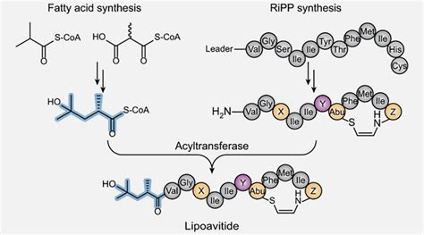 Researchers Discover A New Natural Product A Ripp Fatty Acid Hybrid Molecule Carl R Woese