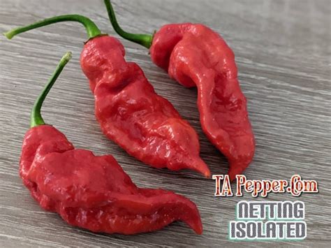 Naga Viper Pepper Seeds 41 Off Th