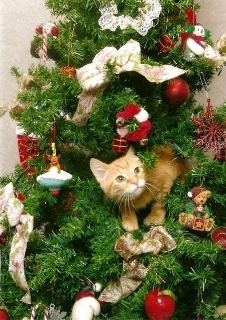 Cats in Christmas Trees - Barnorama