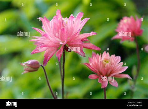 Columbine aquilegia flowers Stock Photo - Alamy