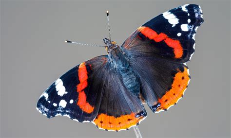 Red Admiral Butterfly Conservation