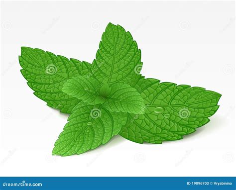 Mint Leaf Pattern Peppermint Leaves Sketch Vector Background For Tea