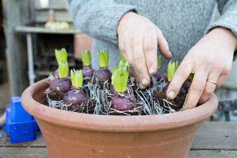 Hyacinth Plant Guide How To Grow Hyacinths