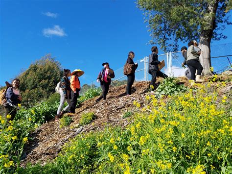 The Village Herbalist Online Herbal Certification Program Berkeley