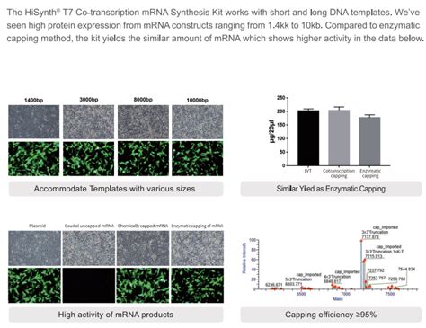 T Co Transcription Rna Synthesis Kit Jiangsu Synthgene Biotechnology