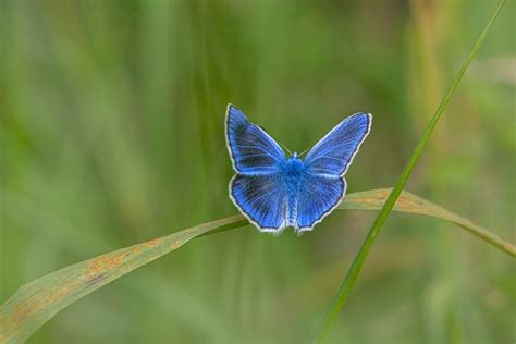 blue butterfly fly      blue butterfly fly