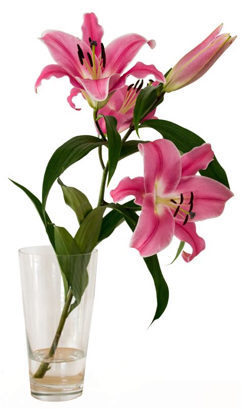 Kostenlose Foto Glas Vase Dekoration Stillleben Orchidee Deco