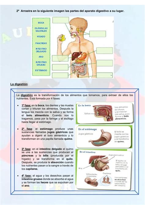 Aparato digestivo y digestión worksheet Sistema digestivo para niños