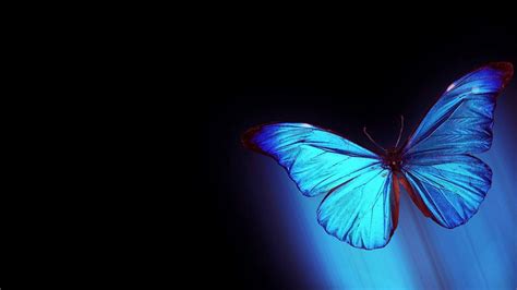 Animated Moving Blue Butterfly Wallpaper - canvas-ily