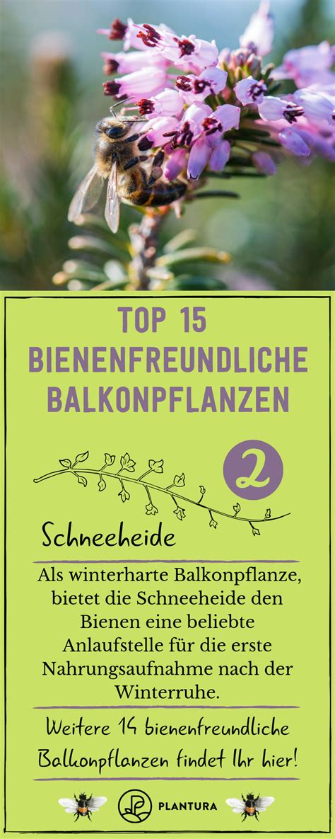 Bienenfreundliche Balkonpflanzen 15 Balkonpflanzen für Bienen Balkon