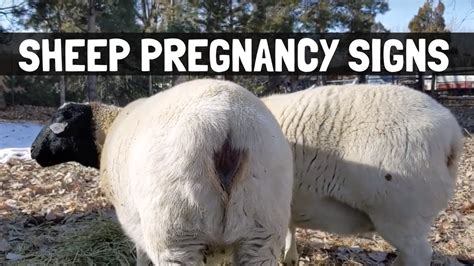 One Month Out Now Sheep Pregnancy Signs For Homesteaders Youtube