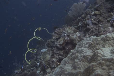 Menikmati Keindahan Bawah Laut Wakatobi Republika Online