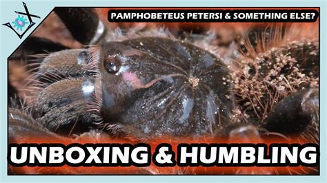 Tarantula UNBOXING Wrong SPECIES Tarantula Unboxing Mistakes