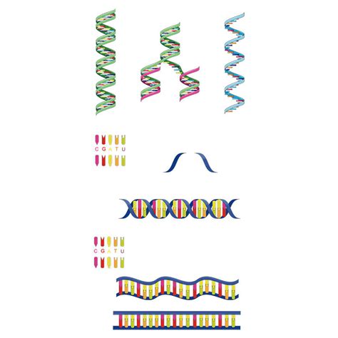 Dna And Rna Vector