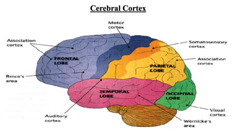 Cortex Structures And Functions Diagram Quizlet