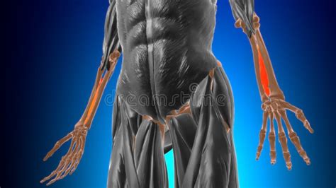 Interosseous Membrane Forearm Muscle Anatomy for Medical Concept 3D Stock Illustration ...