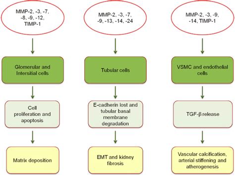 Expression Of MMPs And TIMPs And Pathophysiological Mechanisms Of