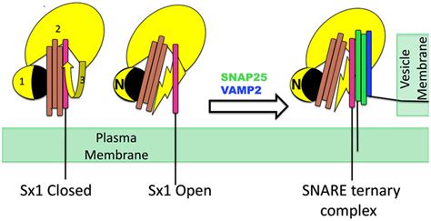 Proposed Model Of Munc18 1 Sx1a Interactions Left Closed Sx1 Habc