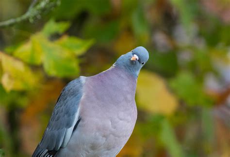Common Wood Pigeon | BirdForum