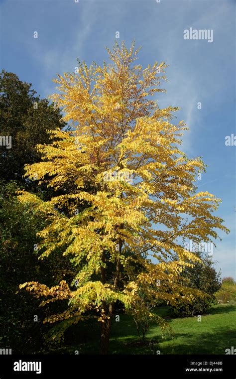 Cercidiphyllum Japonicum Katsurabaum Katsura Stock Photo Alamy