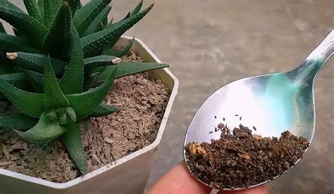 C Mo Hacer Un Fertilizante Natural Perfecto Para Suculentas Y Cactus