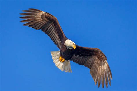 Eagles in Flight Photography and Pictures of Eagles Fishing | Photos by Joseph C. Filer