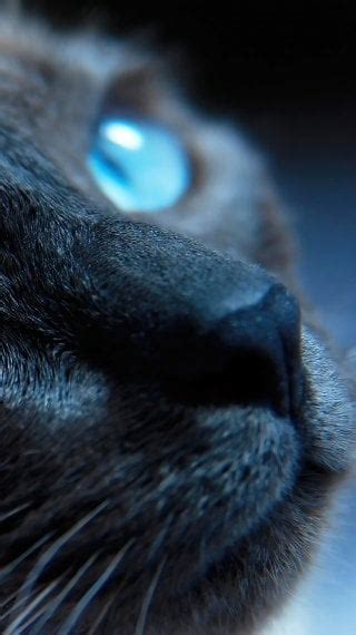 Stray Videojuego Fondo De Pantalla 8k Hd Id11037