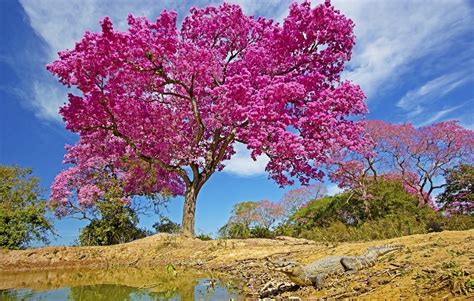 Top 10 Medicinal Plants Of The Amazon Rainforest Cruises