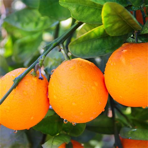 Orange Valencia Delta Seedless The Diggers Club
