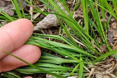 Northern Sedge Search Native Plant Hub