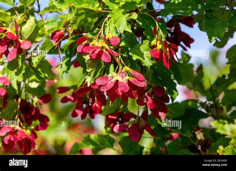A Tatarian Maple Tree Called Hot Wings With Clusters Of Red Samaras Or Seed Pods Hanging From It