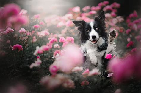 Hd Wallpaper Dogs Border Collie Flower Pet Wallpaper Flare