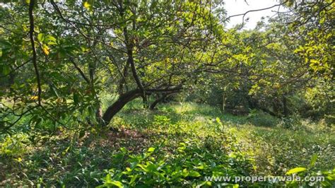 Agricultural Plot Land For Sale In Dahanu Thane P65406878